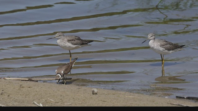 Greater Yellowlegs - ML482506621