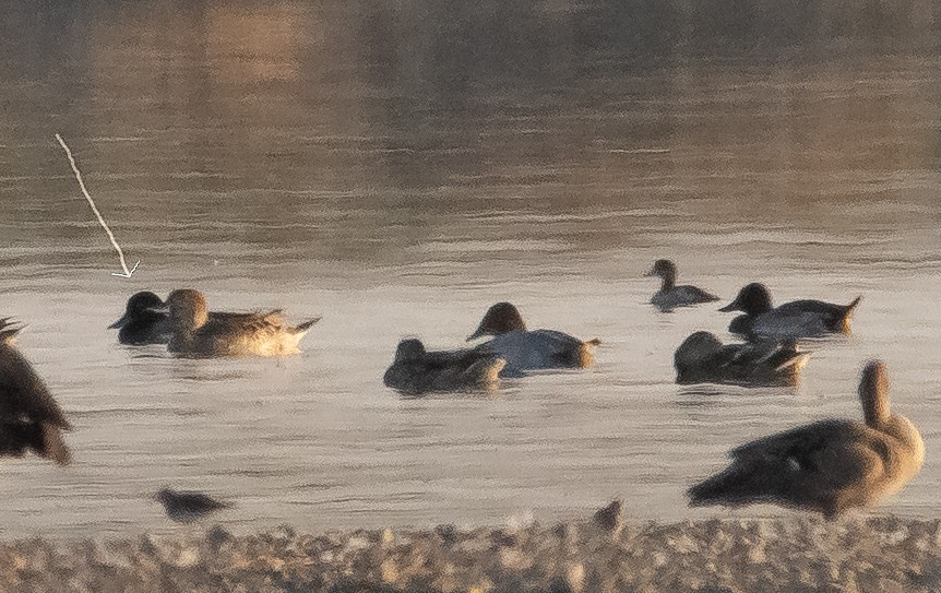 Greater Scaup - ML482507051
