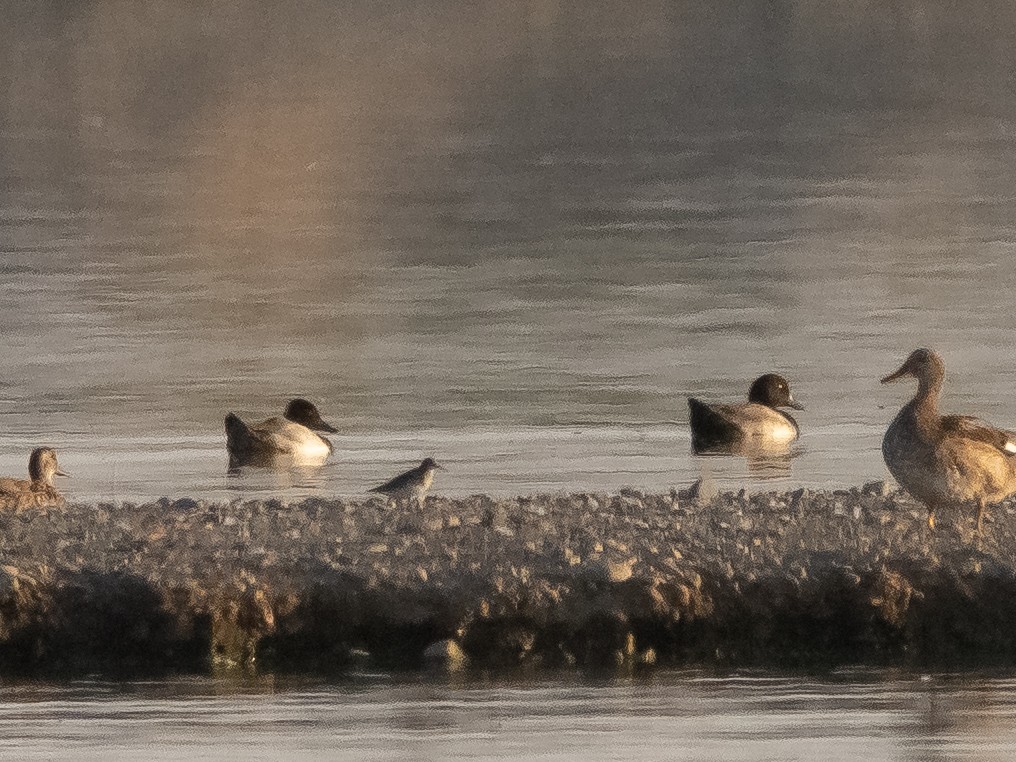 Greater Scaup - ML482507061