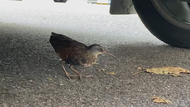 Virginia Rail - ML482507781