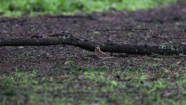 Rustic Bunting - ML482508