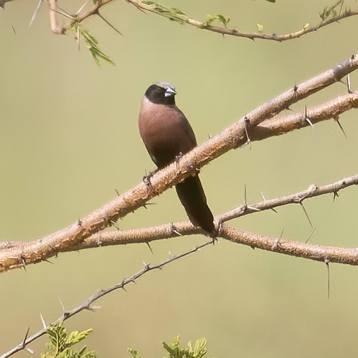 Black-faced Waxbill - ML482508541