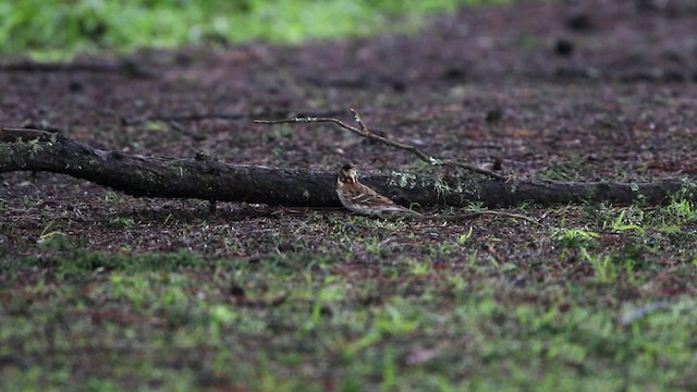 Rustic Bunting - ML482509