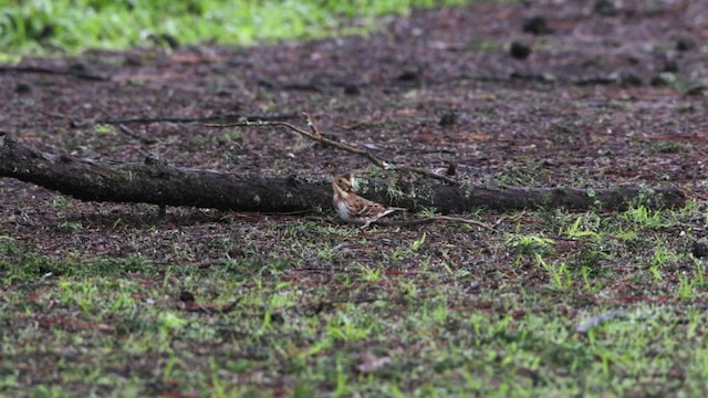 Rustic Bunting - ML482510