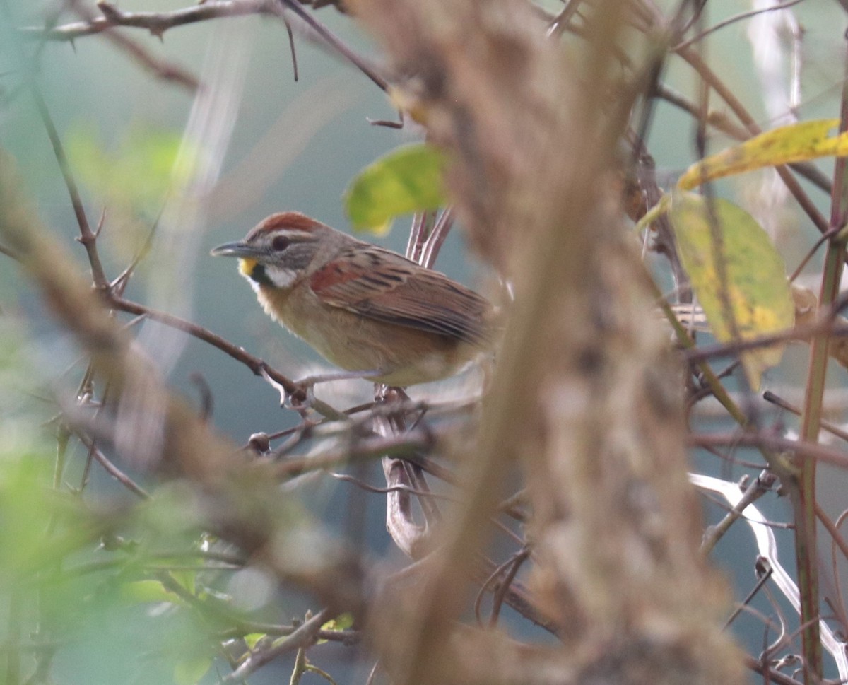 Chotoy Spinetail - ML482510671