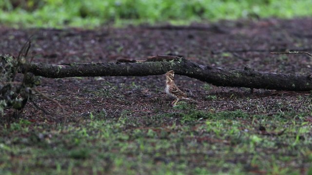 Rustic Bunting - ML482511