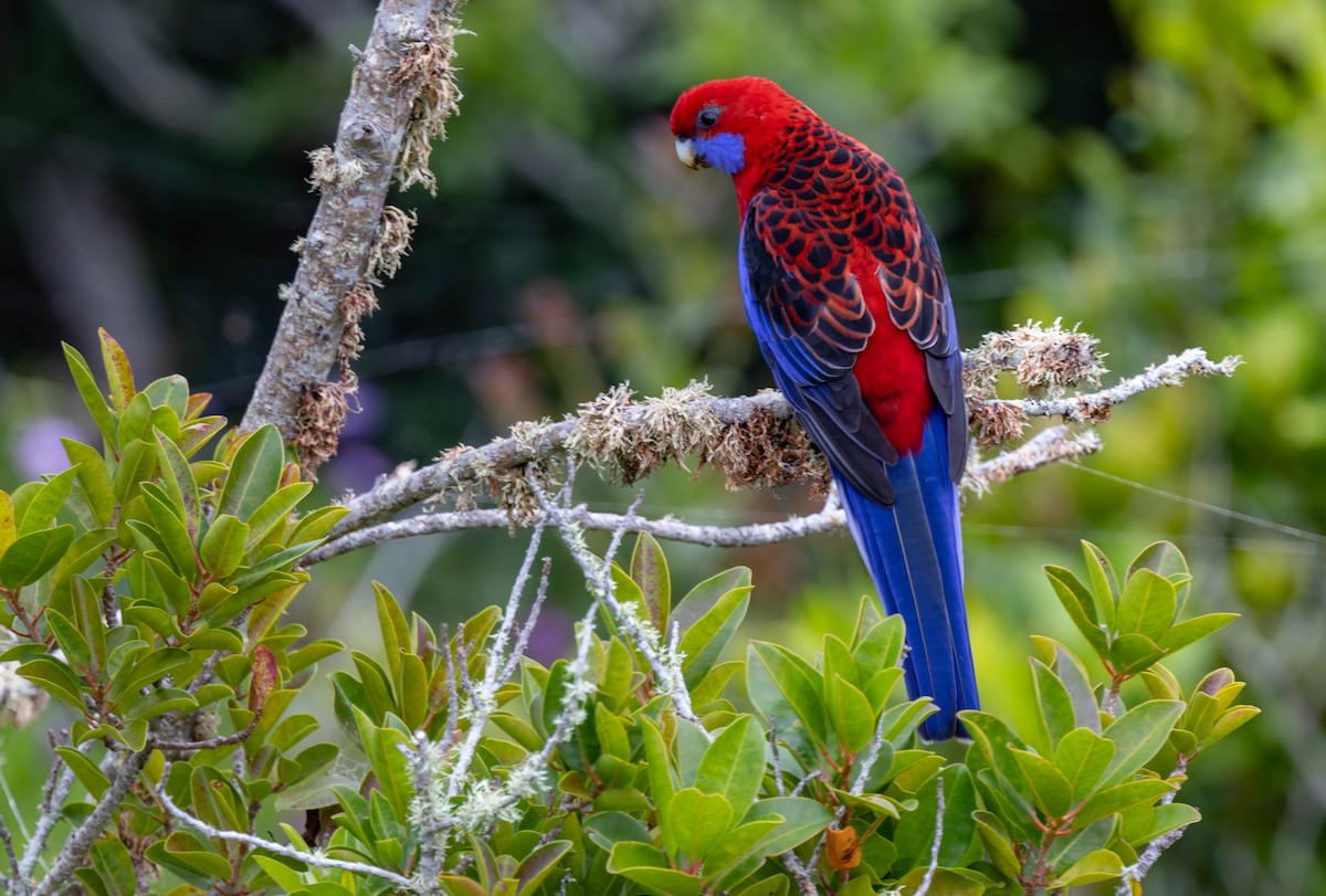 Crimson Rosella - Geoff Dennis