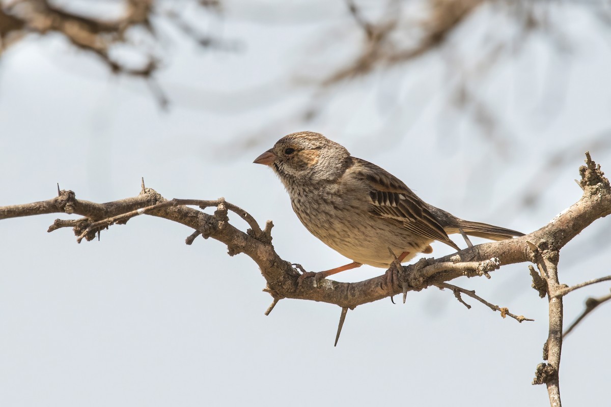 Mourning Sierra Finch - ML482511381