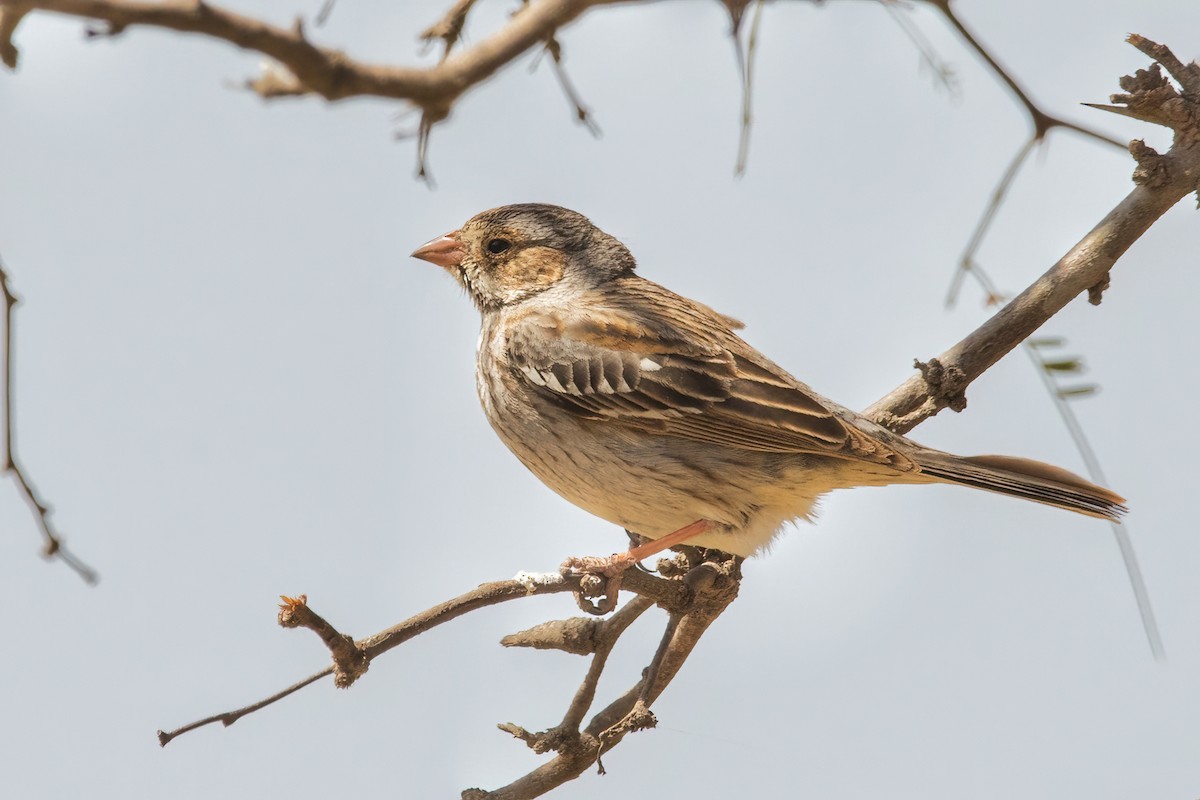 Mourning Sierra Finch - ML482511391