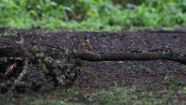 Rustic Bunting - ML482512