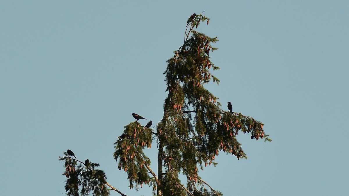 Red-winged Blackbird - ML482512251