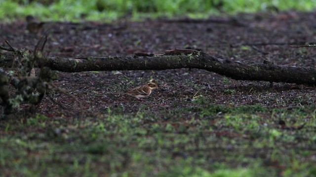 Rustic Bunting - ML482513