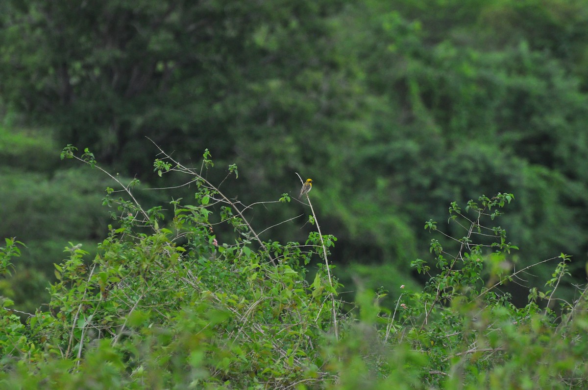 Baya Weaver - ML482513331