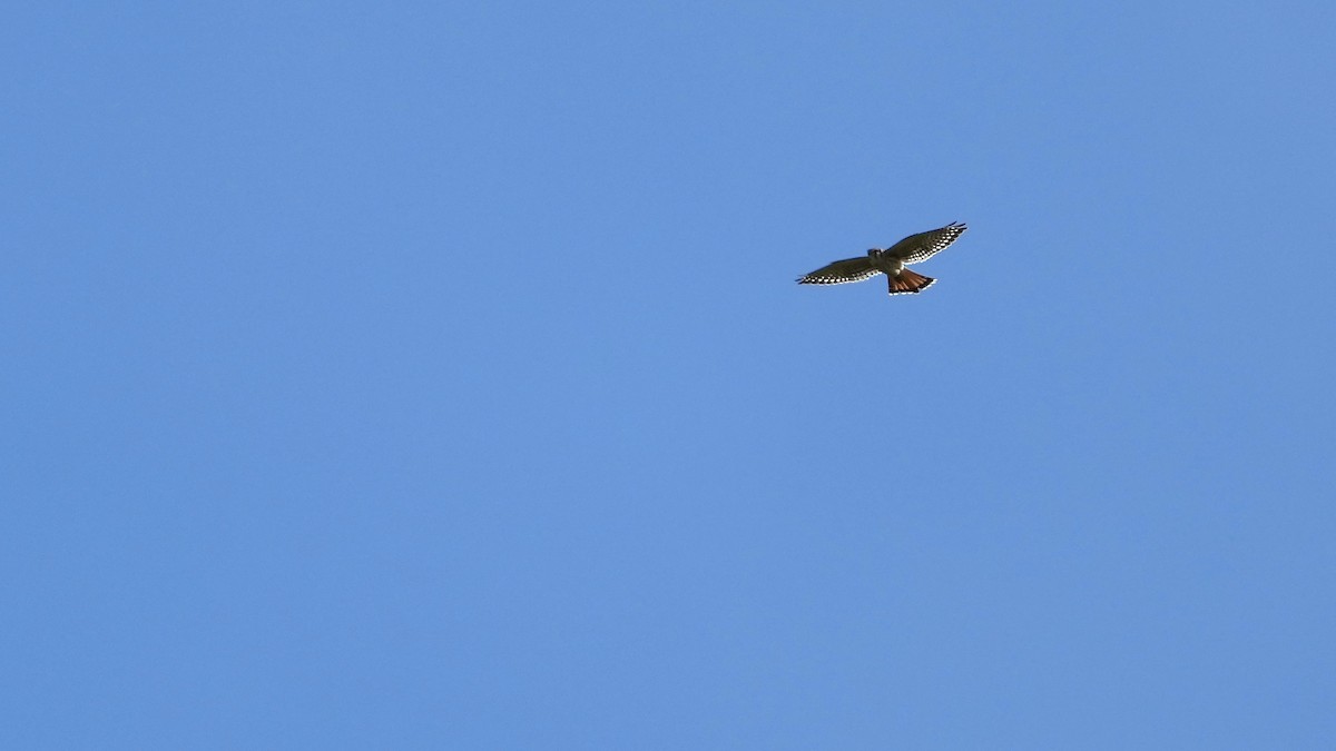 American Kestrel - ML482513831
