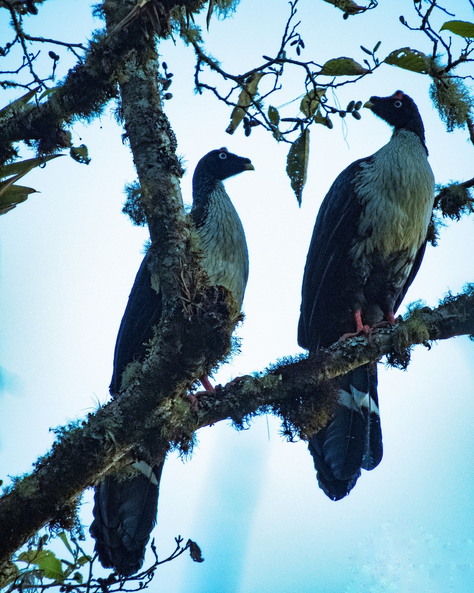 Horned Guan - Edgardo Orozco Díaz