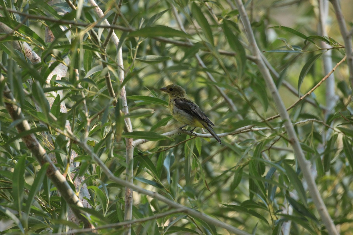 アカフウキンチョウ - ML482515671