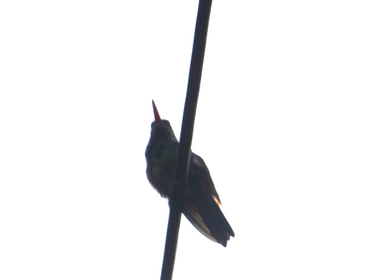 Rufous-tailed Hummingbird - Maria Corriols