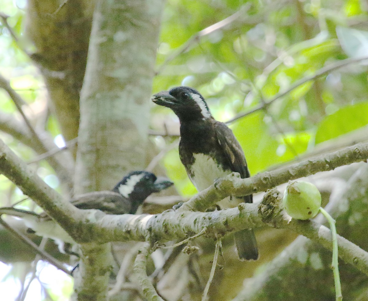 White-eared Barbet - ML48251691