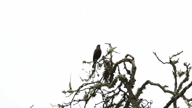 Quiscale rouilleux - ML482518