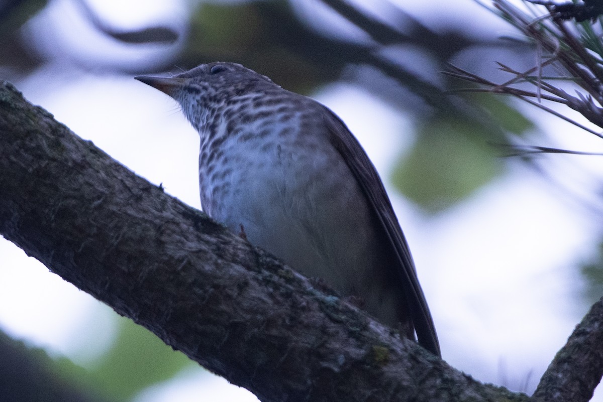 Gray-cheeked Thrush - ML482519431