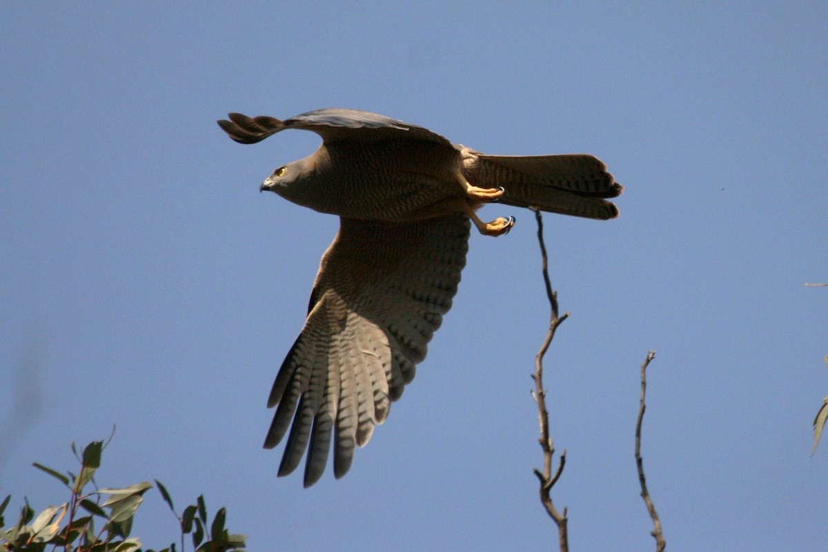 Brown Goshawk - ML482519671