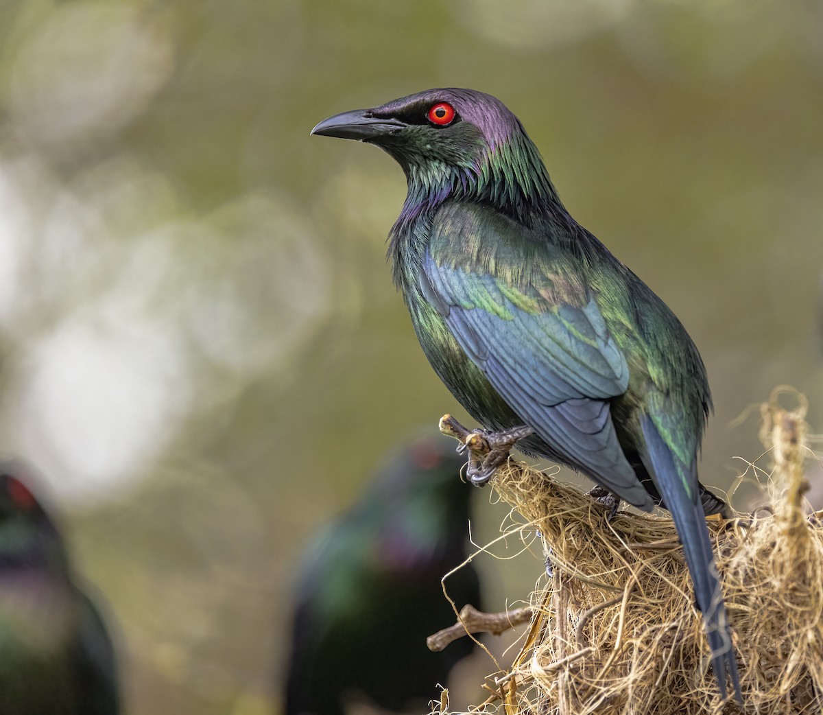 Metallic Starling - ML482520211