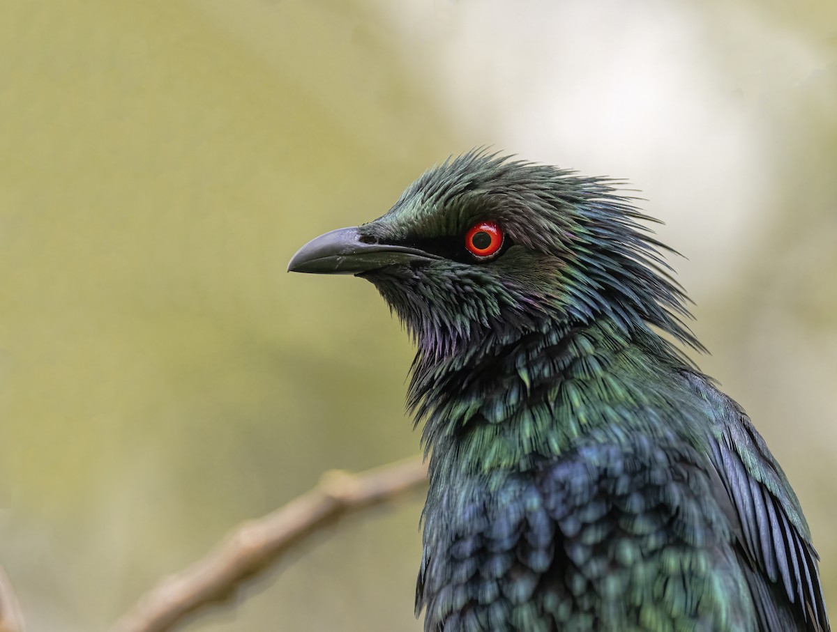 Metallic Starling - ML482520221