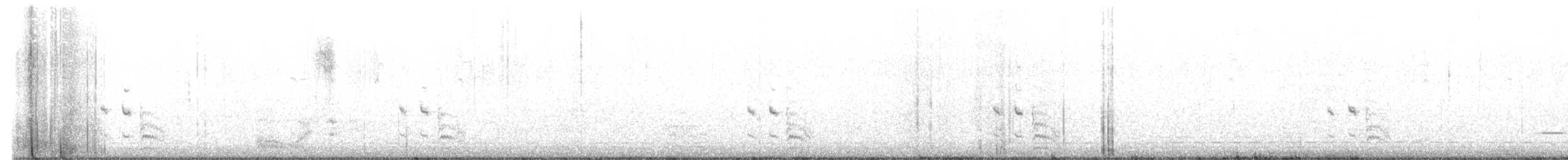 Râle noir (jamaicensis/coturniculus) - ML482520541