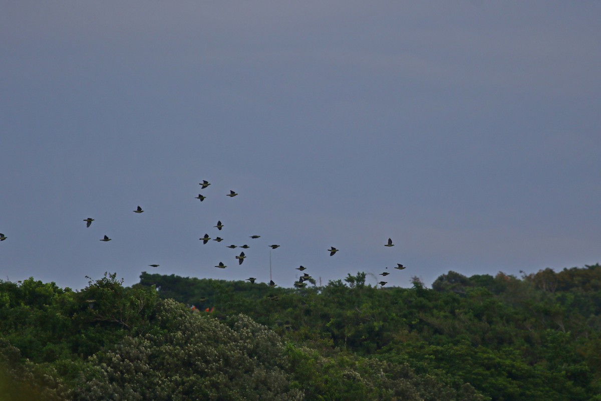 Whistling Green-Pigeon - ML482520911