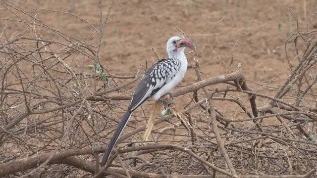 Northern Red-billed Hornbill - ML482521371