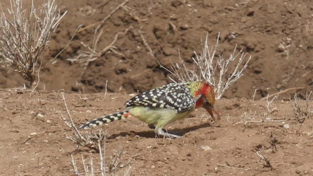 Red-and-yellow Barbet - ML482521381