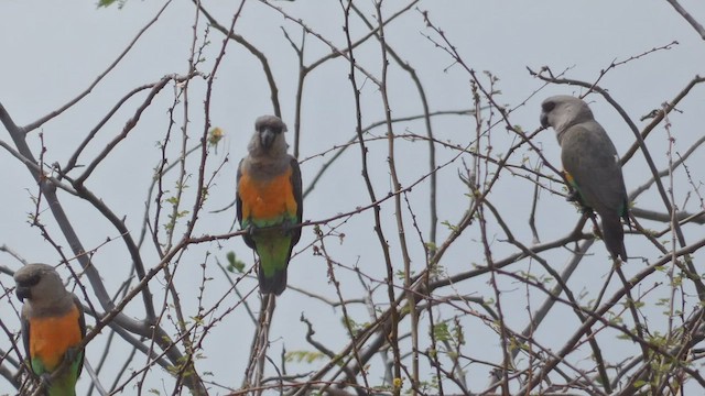 papoušek oranžovoprsý - ML482521441