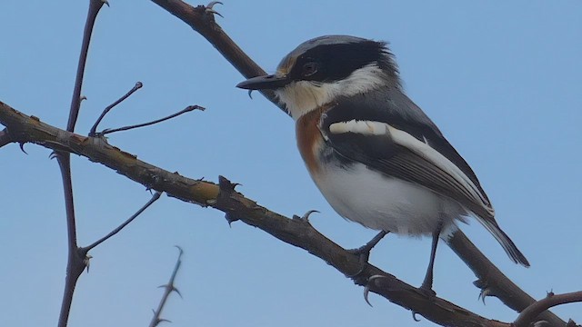 コビトセワタビタキ - ML482521471