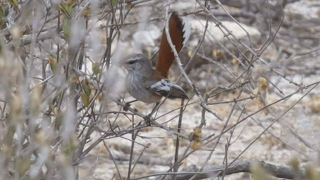 White-browed Scrub-Robin - ML482521771