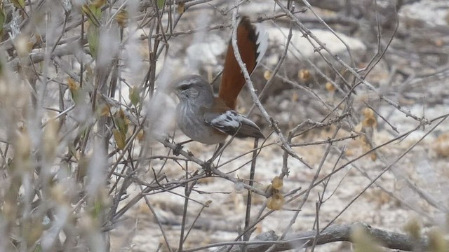 Red-backed Scrub-Robin - ML482521771