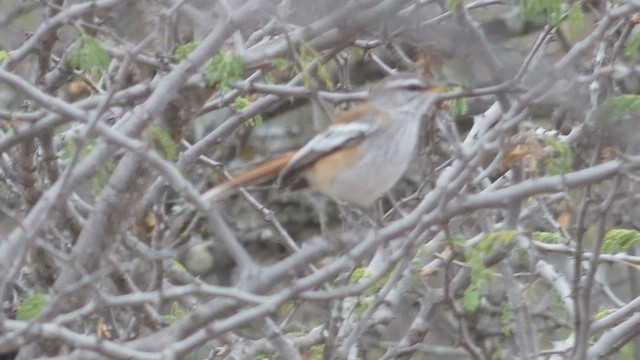 White-browed Scrub-Robin - ML482521781