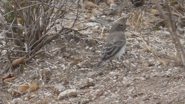 Yellow-spotted Bush Sparrow - ML482521921