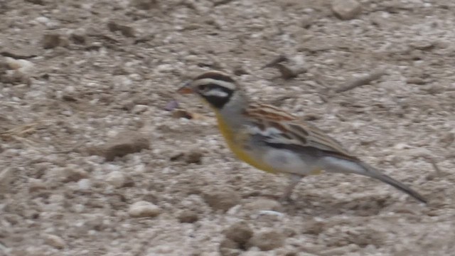 Somali Bunting - ML482521971