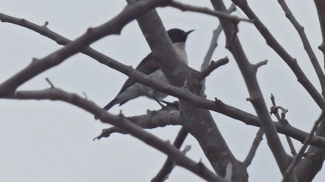 Eastern Violet-backed Sunbird - ML482522521