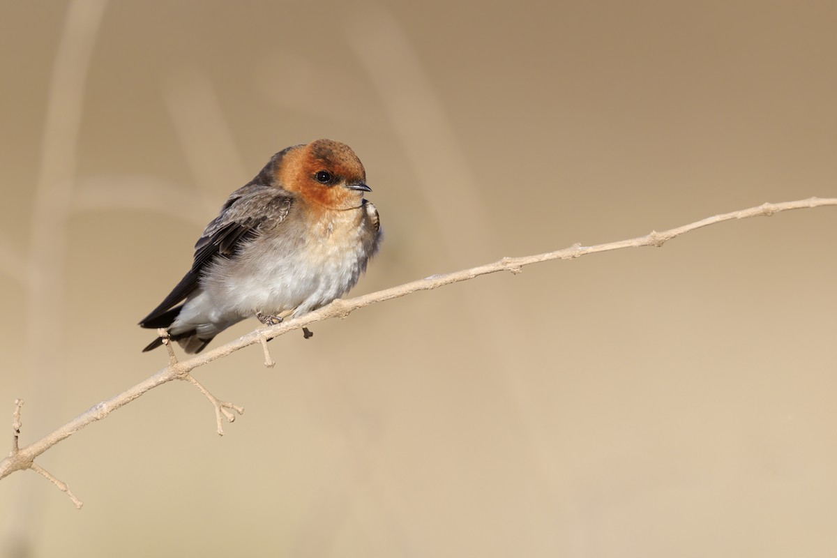 Tawny-headed Swallow - Marco Valentini