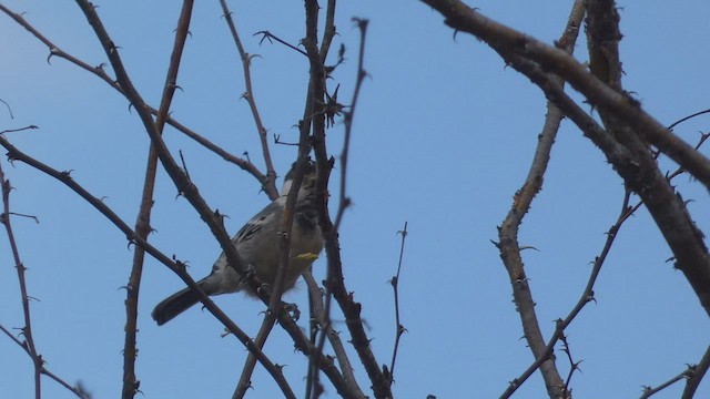 Somali Tit - ML482523481