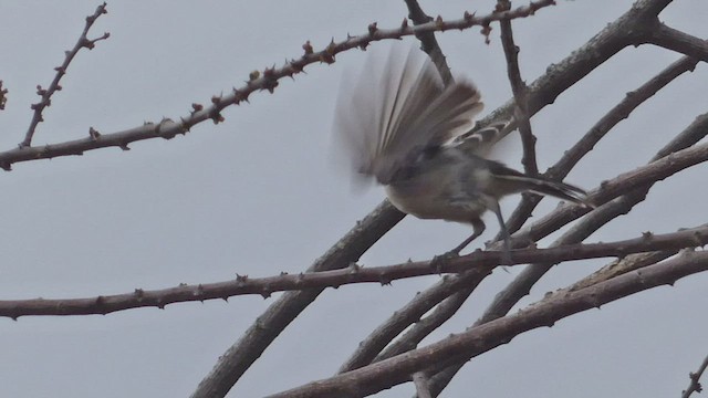 Somali Tit - ML482523501