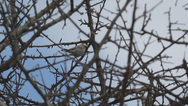 Somali Tit - ML482523511