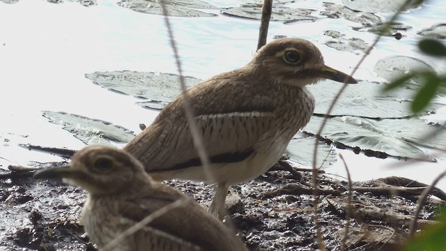 Water Thick-knee - ML482523791