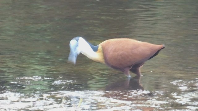 Jacana à poitrine dorée - ML482523821