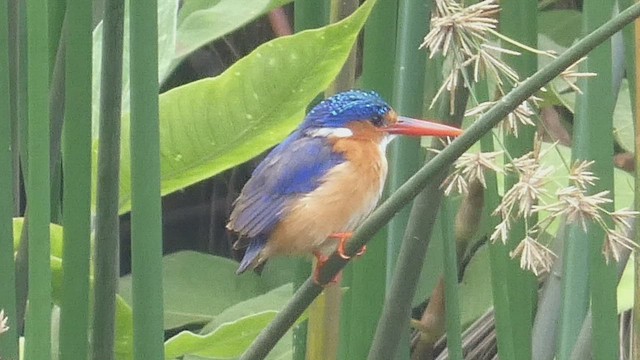 Martin-pêcheur huppé - ML482523871