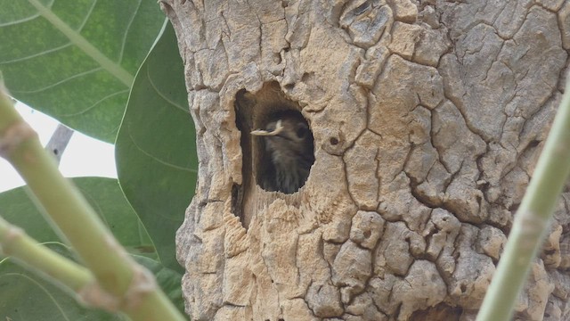 Cardinal Woodpecker - ML482523971