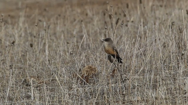 Say's Phoebe - ML482528