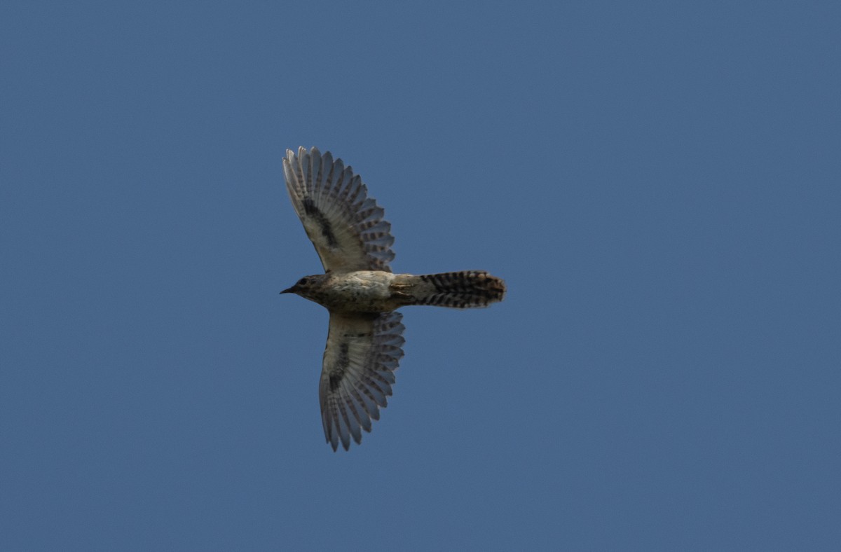 Plaintive Cuckoo - Mitch Rose