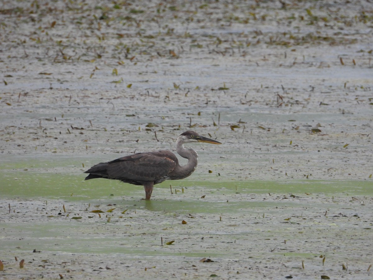 Great Blue Heron - ML482529161